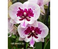 Phalaenopsis PH 038 Big Lip Aladdin