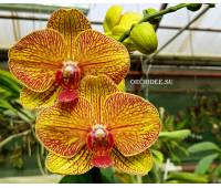 Phalaenopsis PH 056 KV Smile