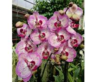 Phalaenopsis PH 100 Pinko Melody 