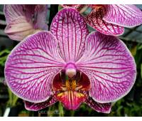 Phalaenopsis PH 108 Flirtation