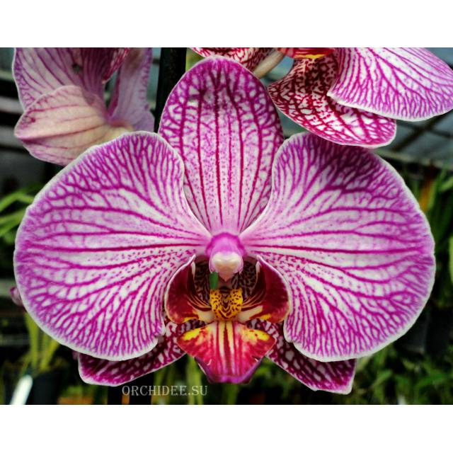 Phalaenopsis PH 108 Flirtation