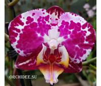 Phalaenopsis PH 129 Blanka