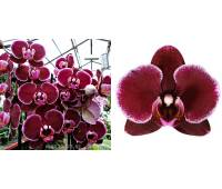 Phalaenopsis PH 150 Montpellier