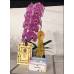 Phalaenopsis PH 269 Ox King x Fuller's Purple Queen AM/AOS