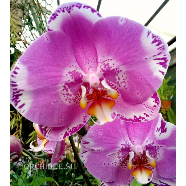 Phalaenopsis PH 269 Ox King x Fuller's Purple Queen AM/AOS