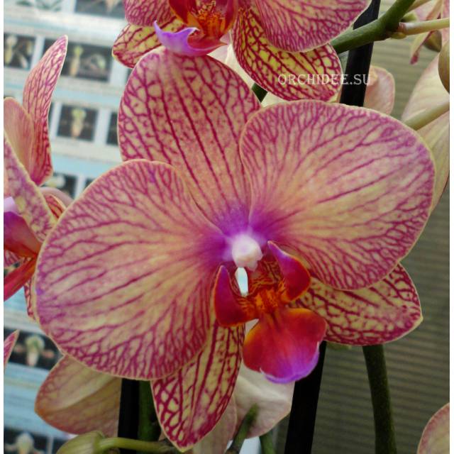 Phalaenopsis PH 273 Kaleidoscope