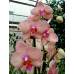 Phalaenopsis PH 273 Kaleidoscope