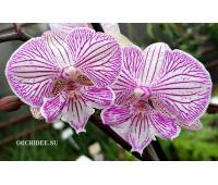Phalaenopsis PH 278 Big Lip Champion Royal Masque 