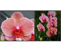 Phalaenopsis I-Hsin Sesame