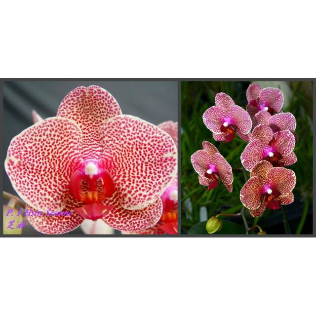 Phalaenopsis I-Hsin Sesame