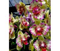 Phalaenopsis I-Hsin Spot Leopard (peloric)