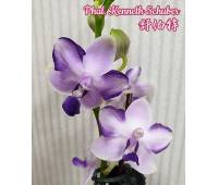 Phalaenopsis Kenneth Schubert 