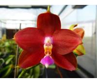 Phalaenopsis LD's Bear King RK-4