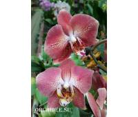 Phalaenopsis Leco Fantastic 'LI045-2'