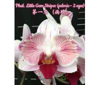 Phalaenopsis Little Gem Stripes (peloric - 2 eyes)