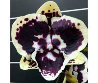 Phalaenopsis Miki Brown Bear '1217'