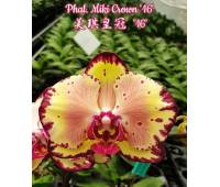 Phalaenopsis Miki Crown '16' SM/TOGA