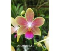 Phalaenopsis Rainbow Sand