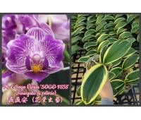 Phalaenopsis Sogo Vivien 'Sogo F858'