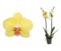 Phalaenopsis PH 051 Fuller's Sunset