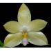 Phalaenopsis floresensis x sib