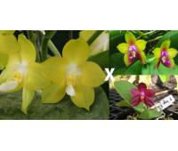Phalaenopsis Nobby’s Green Eagle x (Sogo Kaiulani-Dragon Tree Eagle)