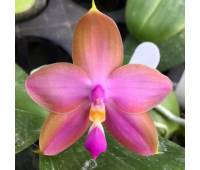 Phalaenopsis RW-528 (Nobby’s Green Eagle – Dragon Tree Eagle) x bellina blue
