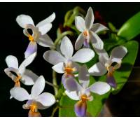 Phalaenopsis equestris var.blue