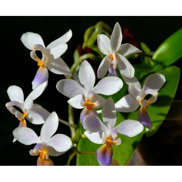 Phalaenopsis equestris var.blue
