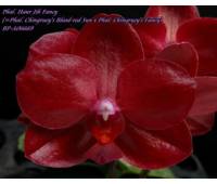 Phalaenopsis Haur Jih Fancy 'A06669'
