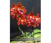 Phalaenopsis Jong's Gigan Cherry 'Prince' AM/AOS