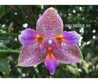 Phalaenopsis Joy Fairy Tale