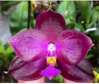 Phalaenopsis Lea Maria Salazar