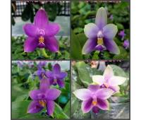 Phalaenopsis Samera blue x sib