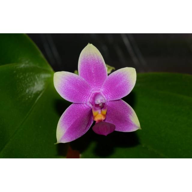 Phalaenopsis Vio Vio 