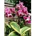 Phalaenopsis PHM 059 Chia E Yenlin peloric