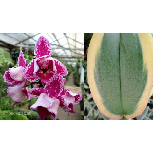 Phalaenopsis PHM 059 Chia E Yenlin peloric