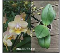Phalaenopsis PHM 067 Scention aroma