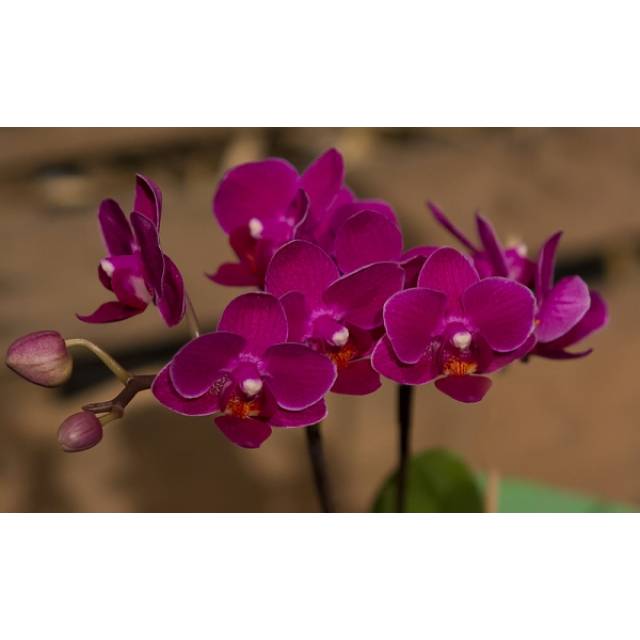 Phalaenopsis PHM 131 Sogo Yenlin 'Coffee'
