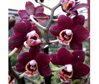 Phalaenopsis PHM 149 Red Peoker 'M699'