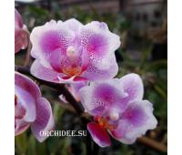 Phalaenopsis PHM 158 Pink Dream (butterfly peloric) 