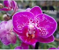 Phalaenopsis PHM 159