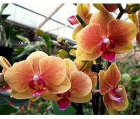 Phalaenopsis PHM 140 Grazia