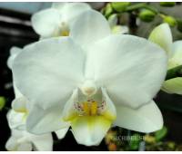 Phalaenopsis PHM 144 Snow flake