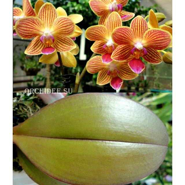 Phalaenopsis PHM 147 Chingruey's Goldstaff