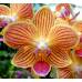 Phalaenopsis PHM 147 Chingruey's Goldstaff