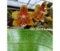 Phalaenopsis PHM 152 aroma