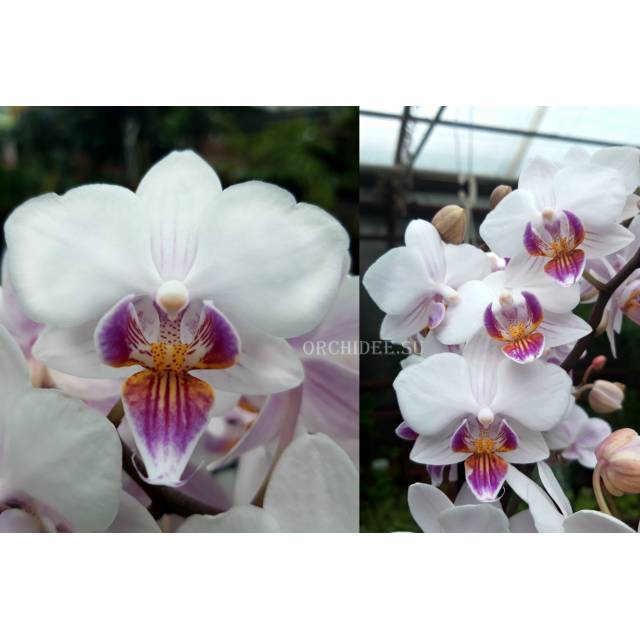 Phalaenopsis PHM 153 