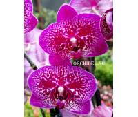 Phalaenopsis PHM 290