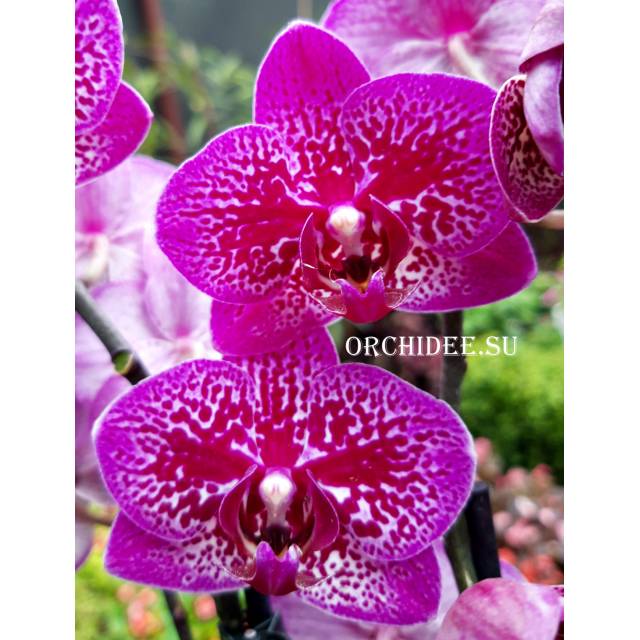 Phalaenopsis PHM 290